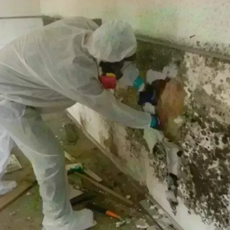 Mold Remediation and Removal in Kanab, UT